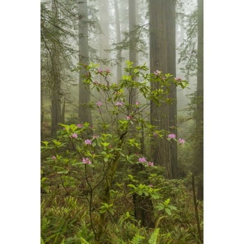 California, Redwoods NP Fog and rhododendrons